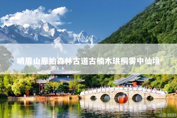 峨眉山原始森林古道古楠木珙桐雾中仙境