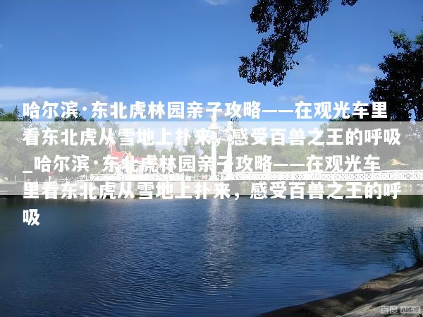 哈尔滨·东北虎林园亲子攻略——在观光车里看东北虎从雪地上扑来，感受百兽之王的呼吸_哈尔滨·东北虎林园亲子攻略——在观光车里看东北虎从雪地上扑来，感受百兽之王的呼吸